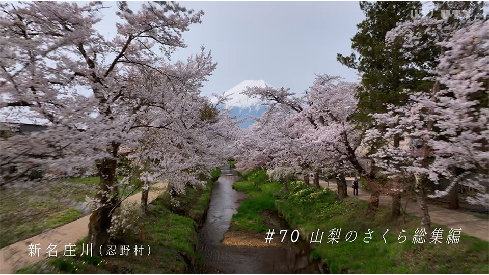 やまなしドローン紀行 #70  山梨のさくら総集編