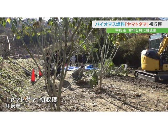 バイオマス燃料として活用できる植物「ヤマトダマ」初収穫　甲府市が全国の自治体で初めての栽培に挑戦中